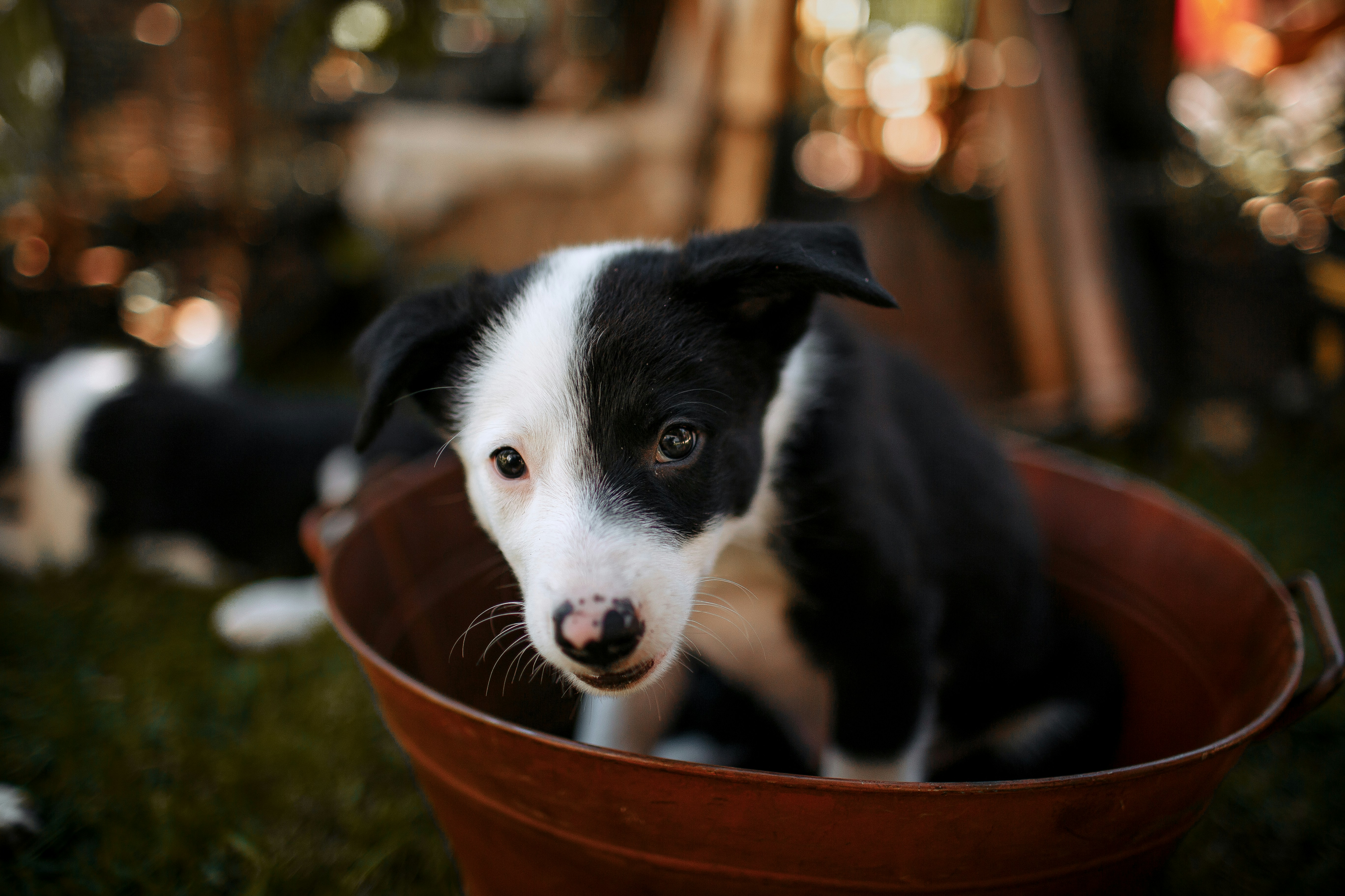 Your Pup Deserves the Best: Upgrade Their Mealtime with These Elevated Dog Bowls