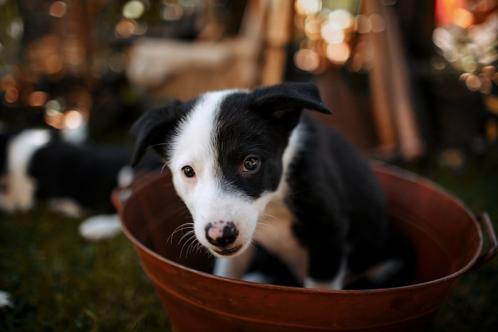 black and white border collie puppy in orange plastic basin