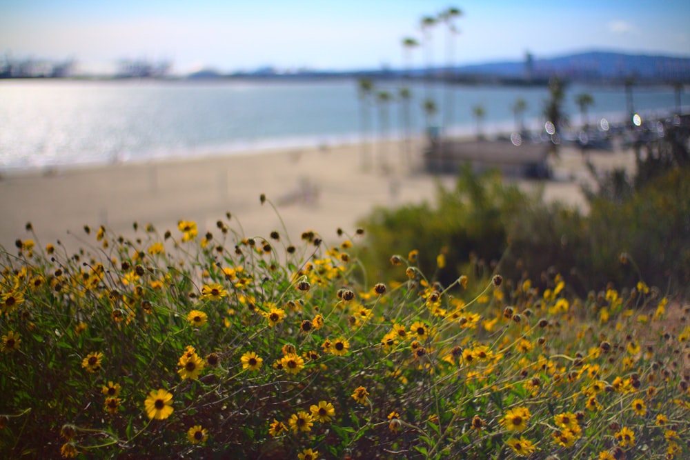 yellow flowers near body of water during daytime