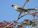 brown and white bird perched on tree branch during daytime