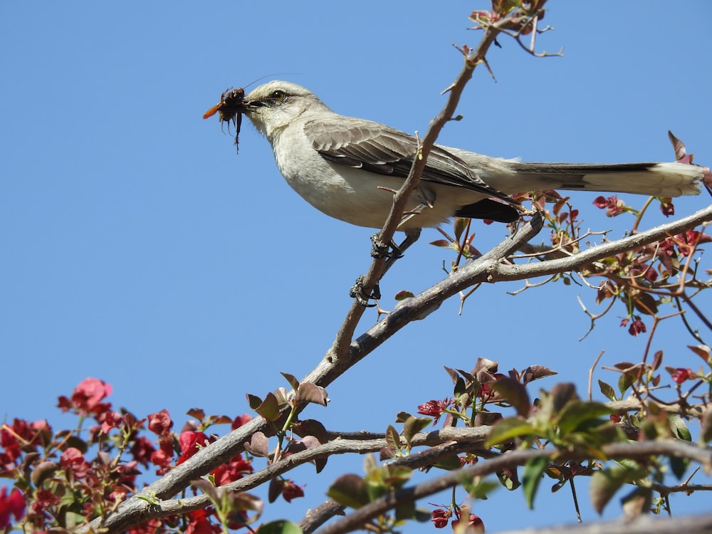 Uccello marrone e bianco appollaiato sul ramo dell'albero durante il giorno