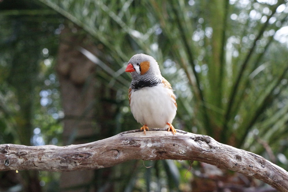 white and brown bird on brown tree branch