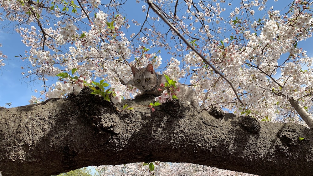 brown tabby cat on tree branch