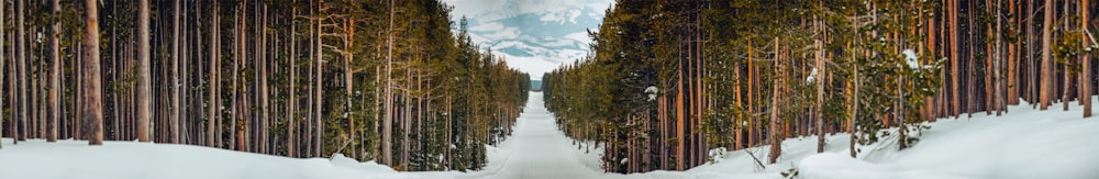 green trees on snow covered ground under blue sky during daytime