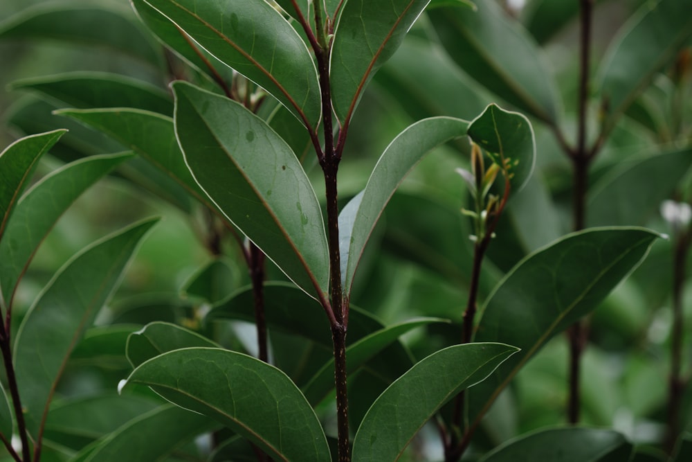 green leaves in macro lens