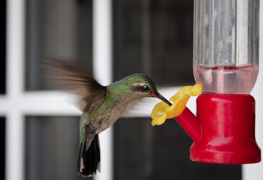 green and yellow humming bird