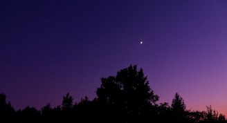 A hauntingly beautiful landscape where trees fade into a twilight sky filled with stars.
