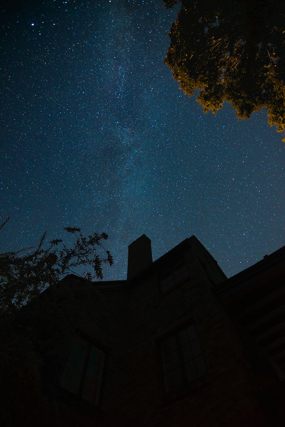 Silueta de árbol durante la noche