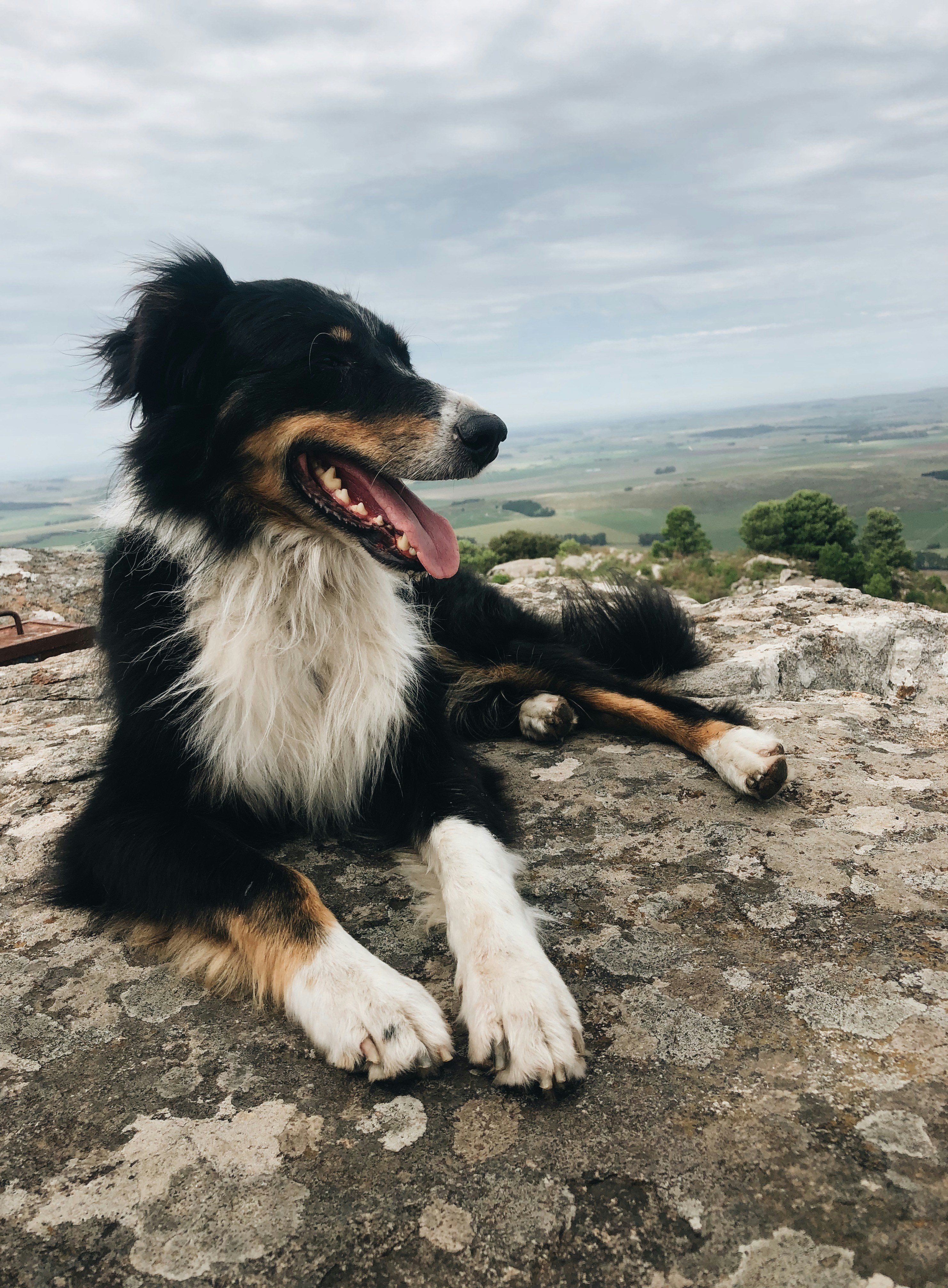 A beautiful dog in the top of a hill