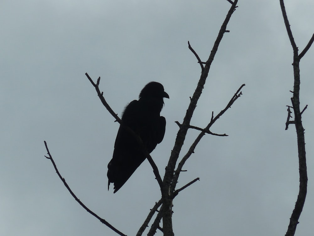 black crow perched on brown tree branch during daytime