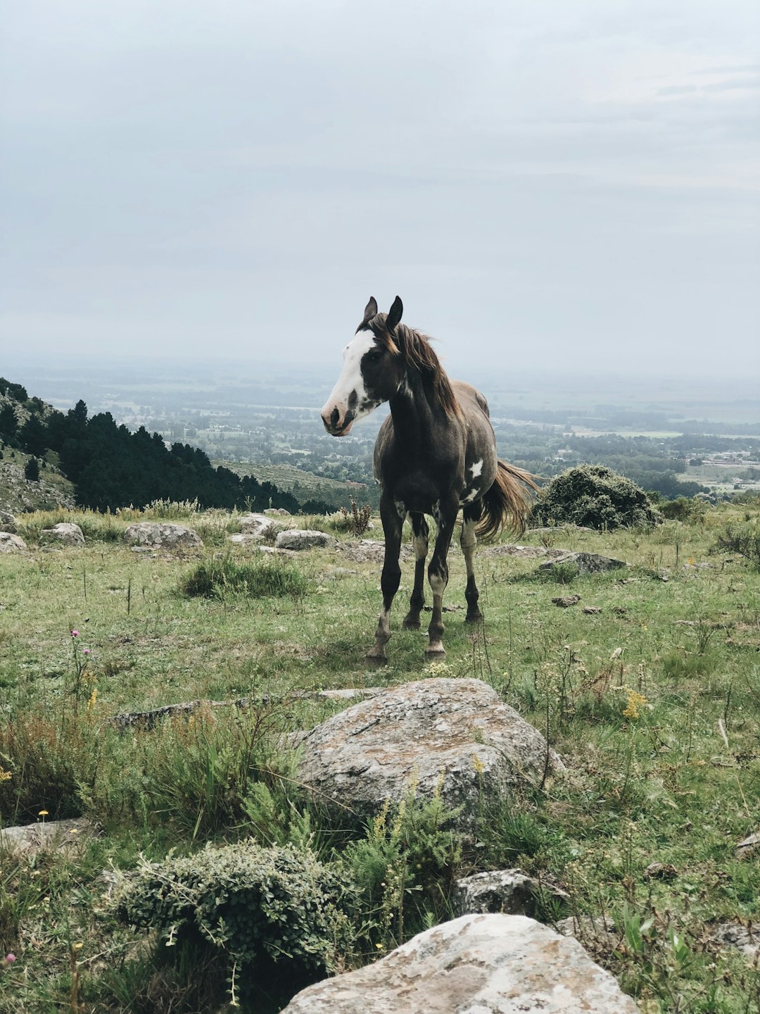 travelers stories about Wildlife in A acceso secundario, Argentina