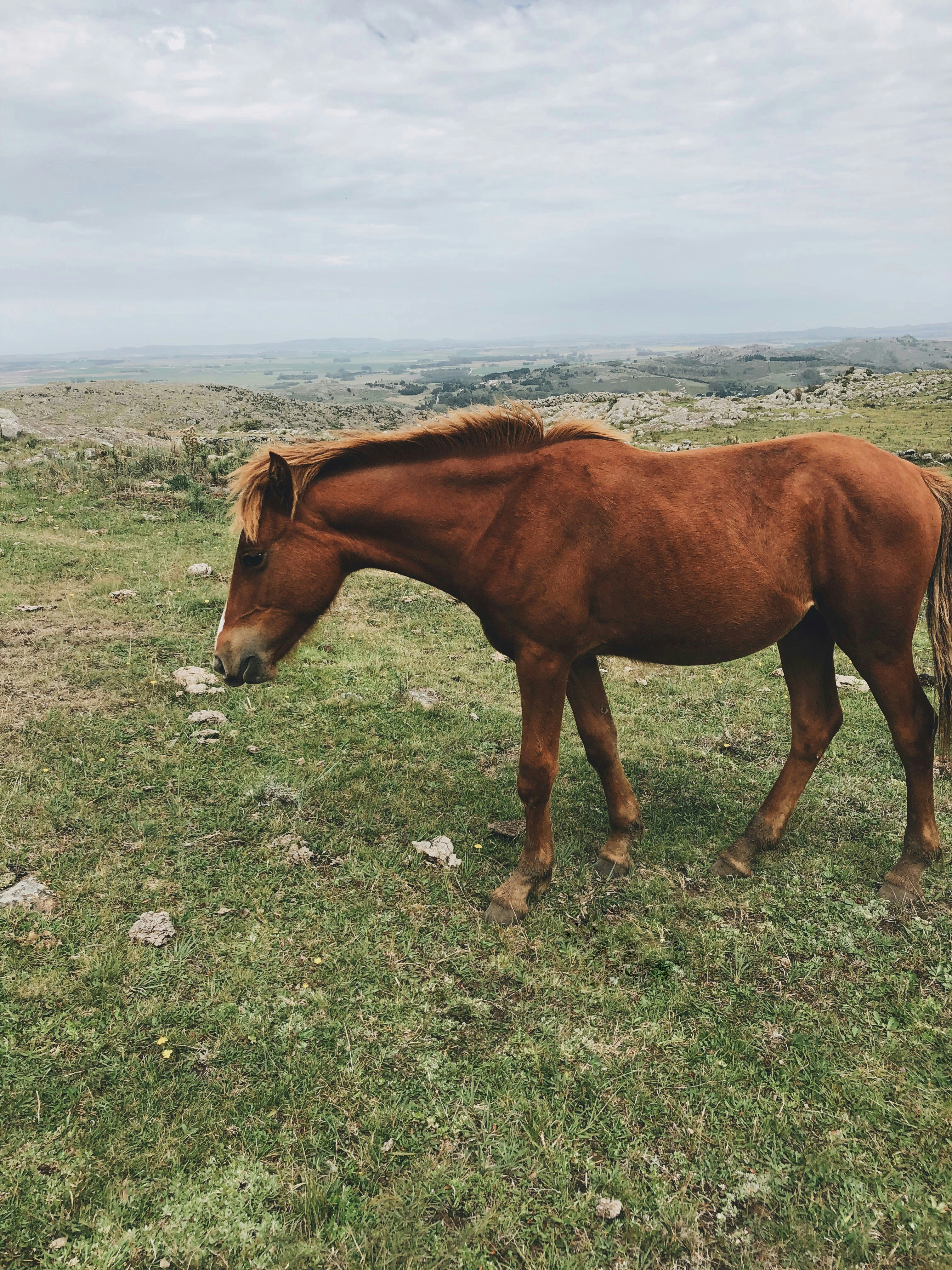 brown horse on gray rocky ground during daytime