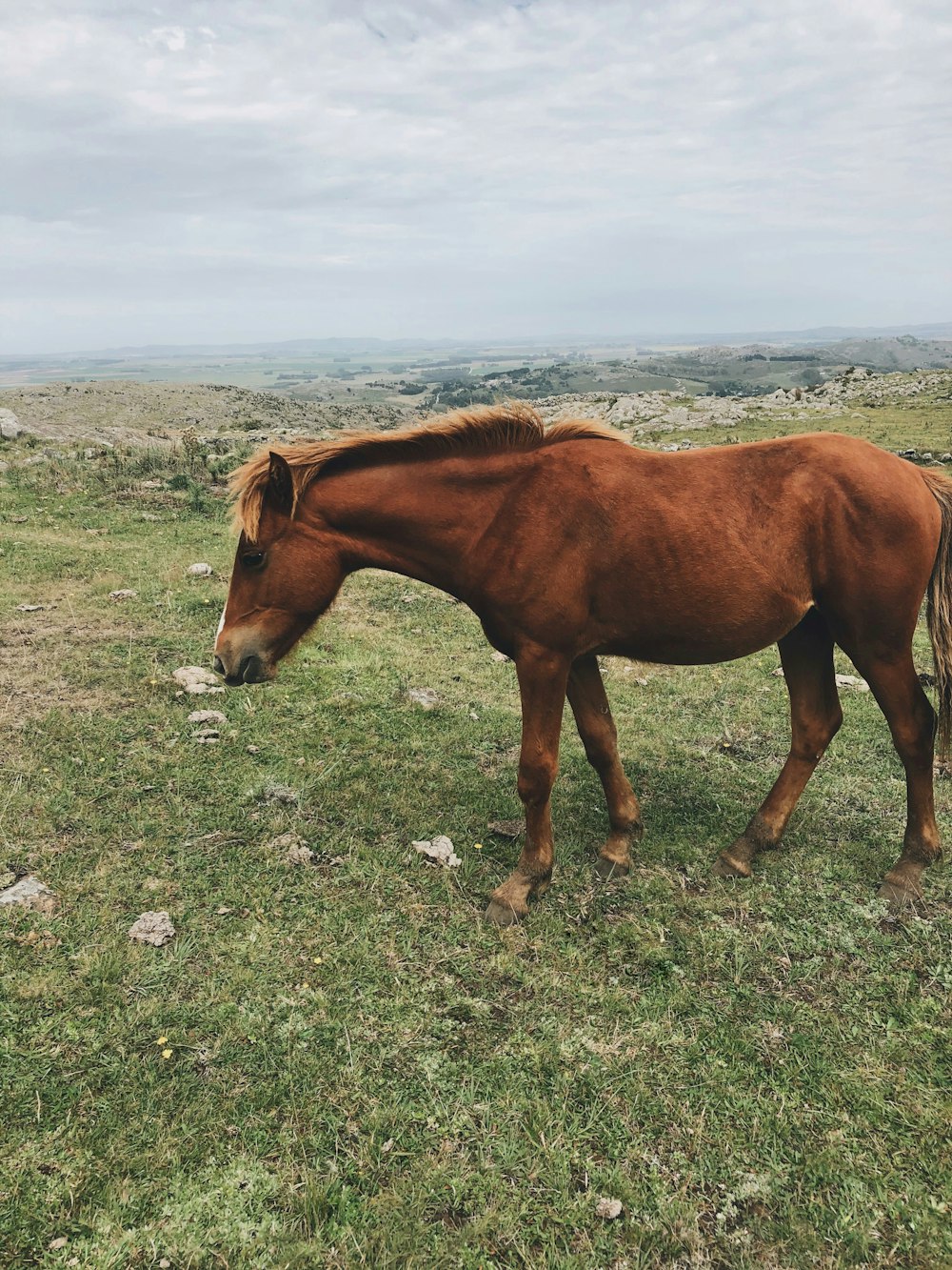 Caballo marrón en suelo rocoso gris durante el día