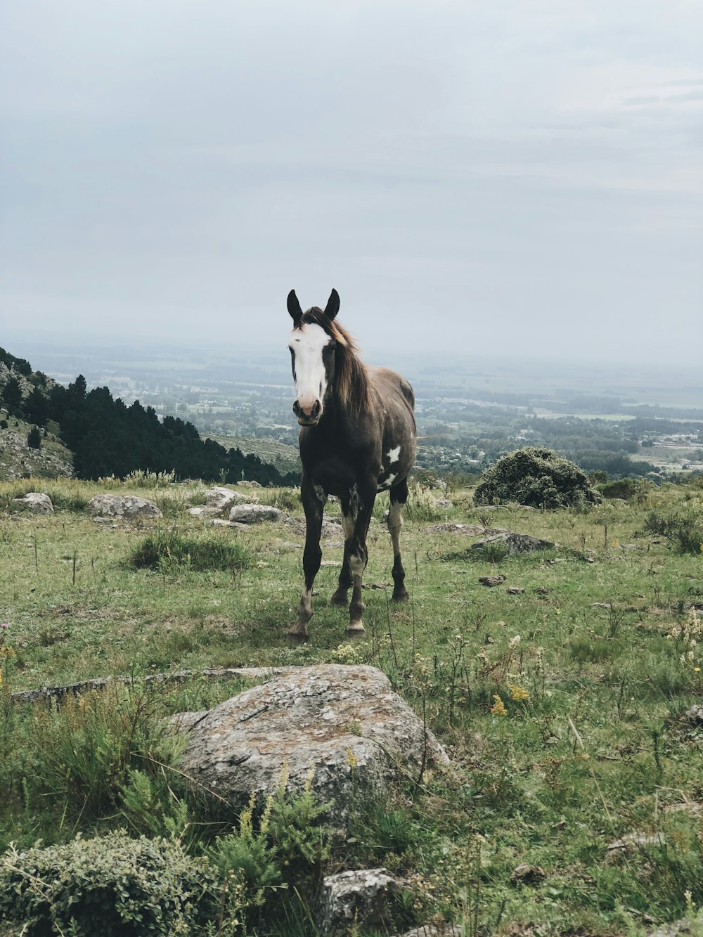 Braunes und weißes Pferd auf grünem Rasen tagsüber