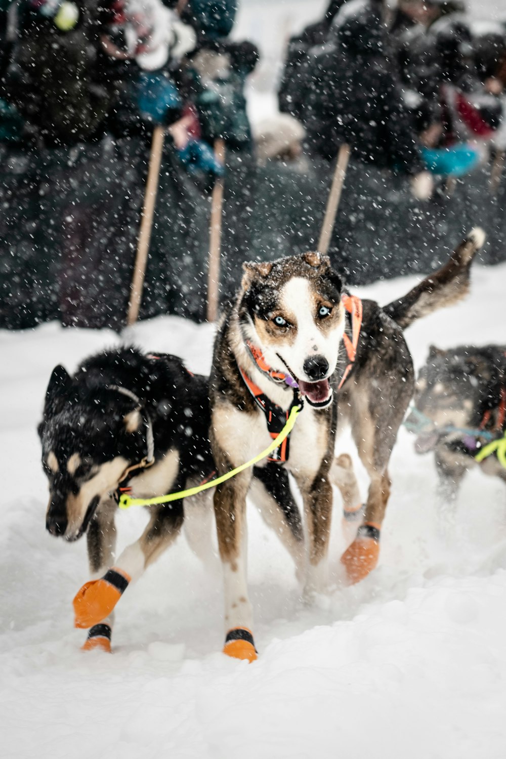 dogs running on snow covered ground during daytime