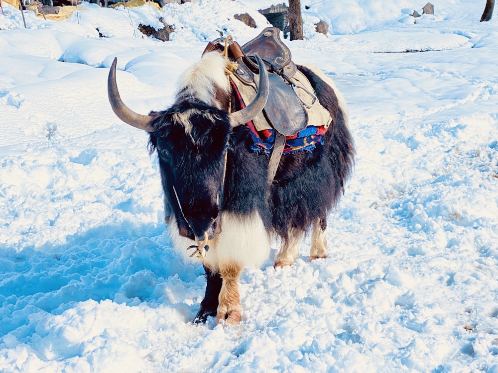 vache noire et blanche sur un sol enneigé pendant la journée