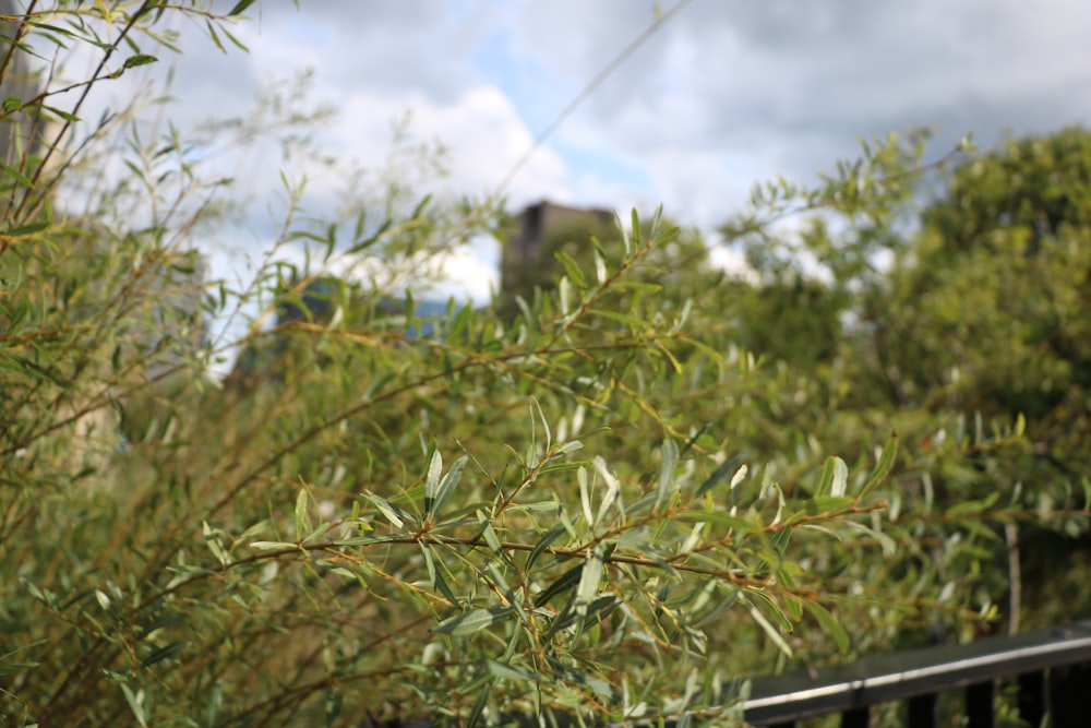 green leaves under white clouds during daytime