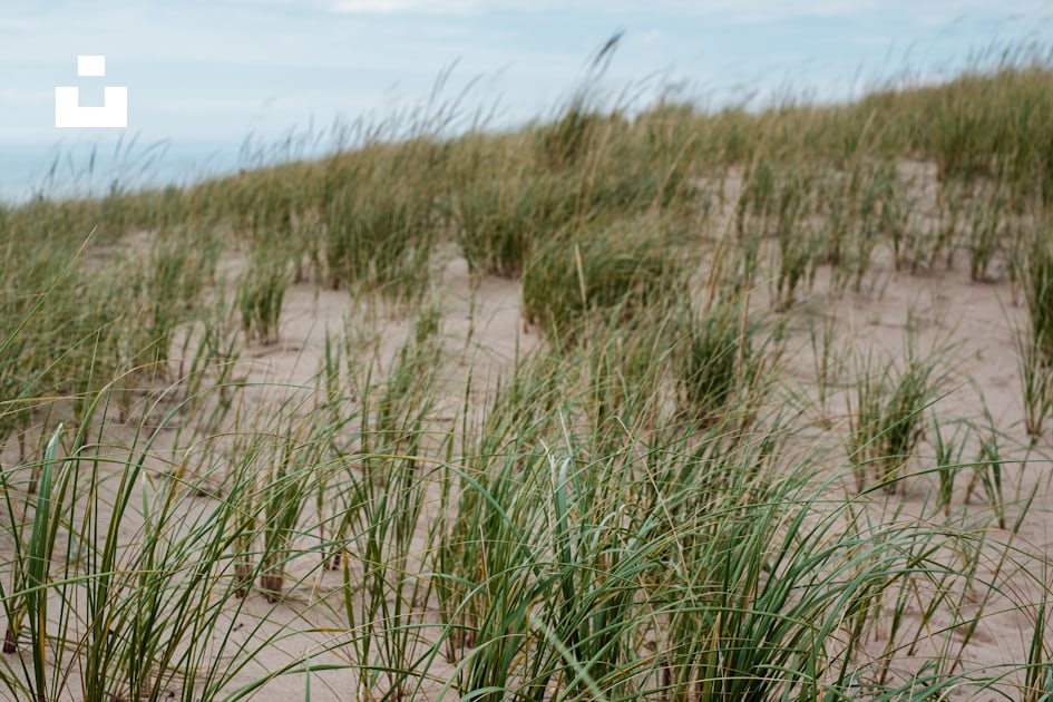Foto de hierba verde sobre arena marrón durante el día – Imagen gratuita  Césped en Unsplash