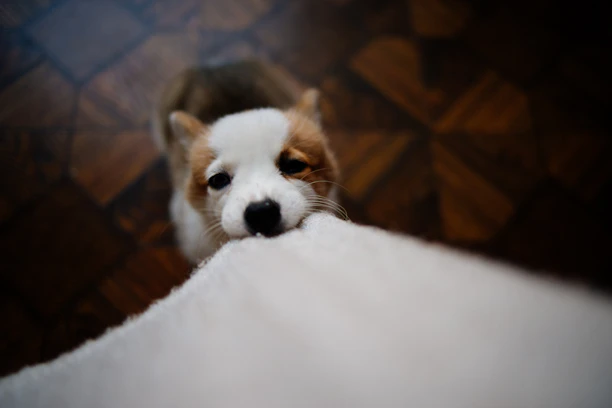 A playful puppy of mixed breed standing near a clean spot on the floor
