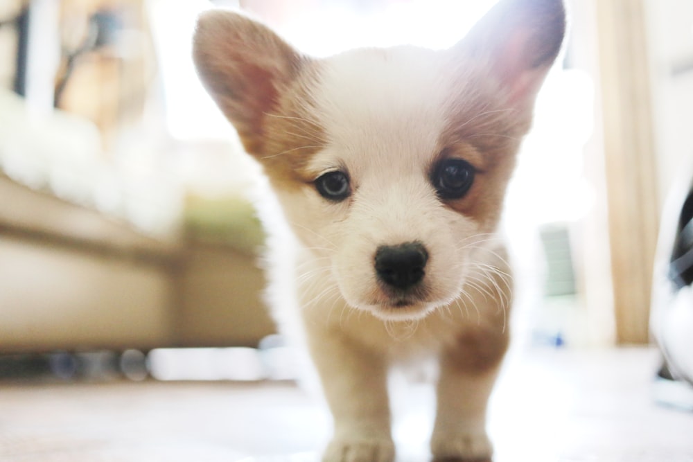 white puppy on white floor