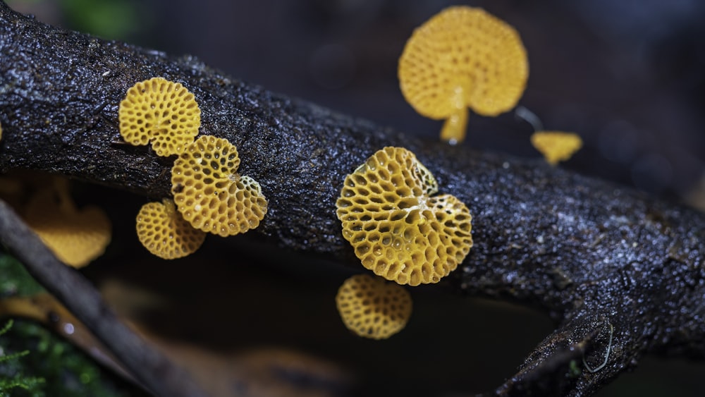 yellow and brown mushroom on brown tree trunk