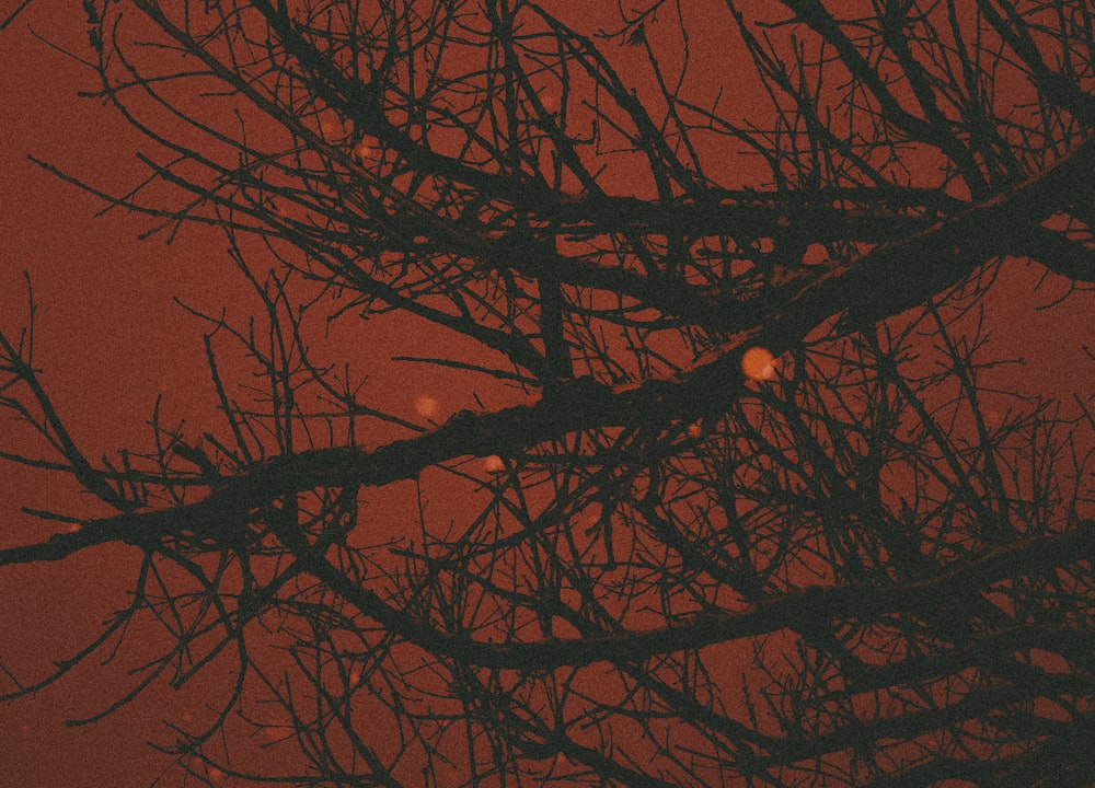 silhouette of tree branch during night time
