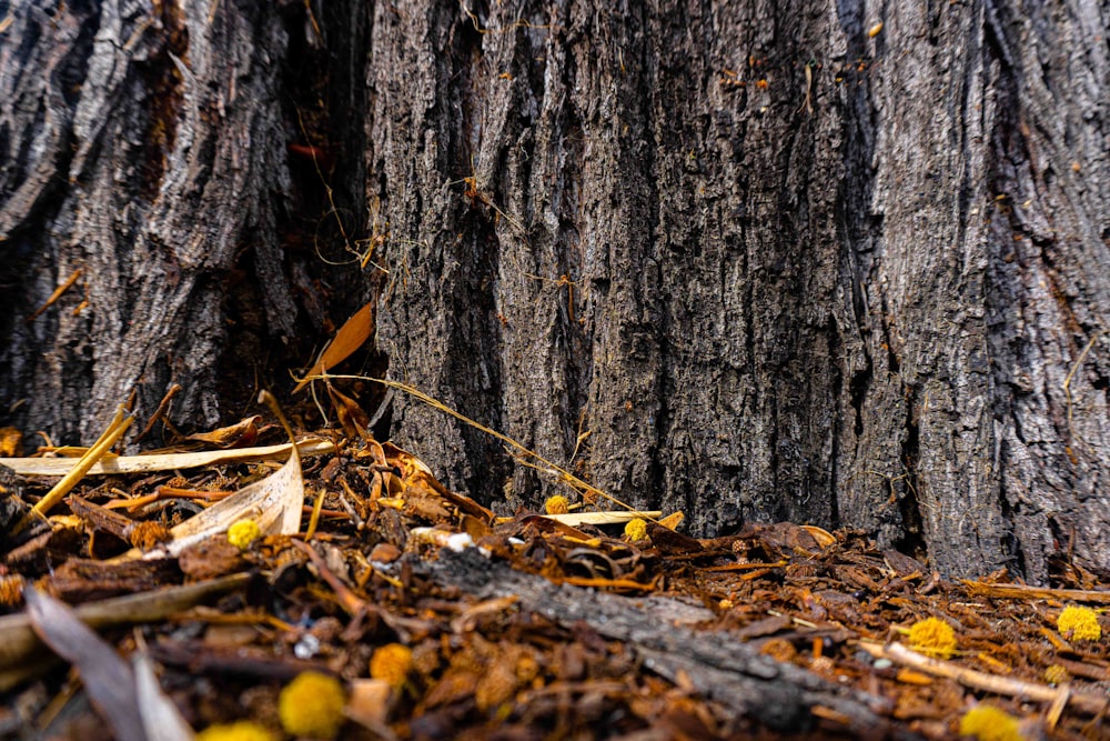 brown tree trunk with dried leaves