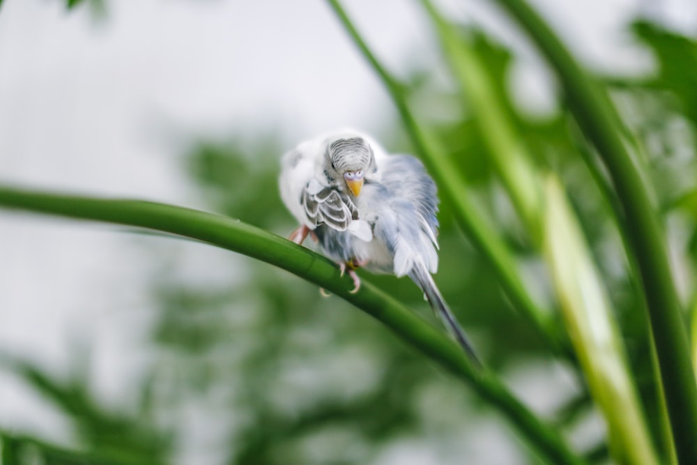 white and gray bird on green stem