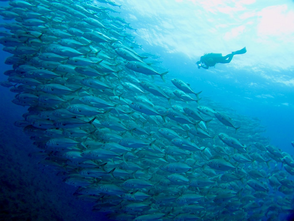 a large school of fish swimming in the ocean