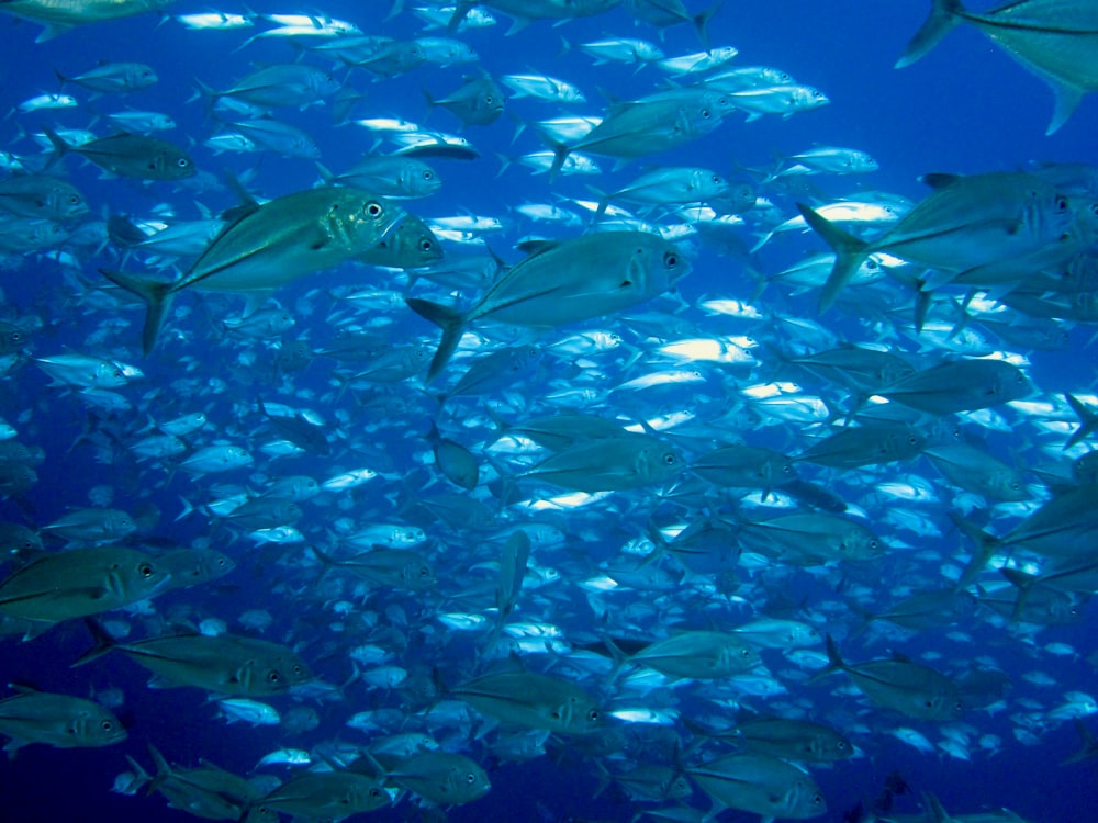 school of fish in water