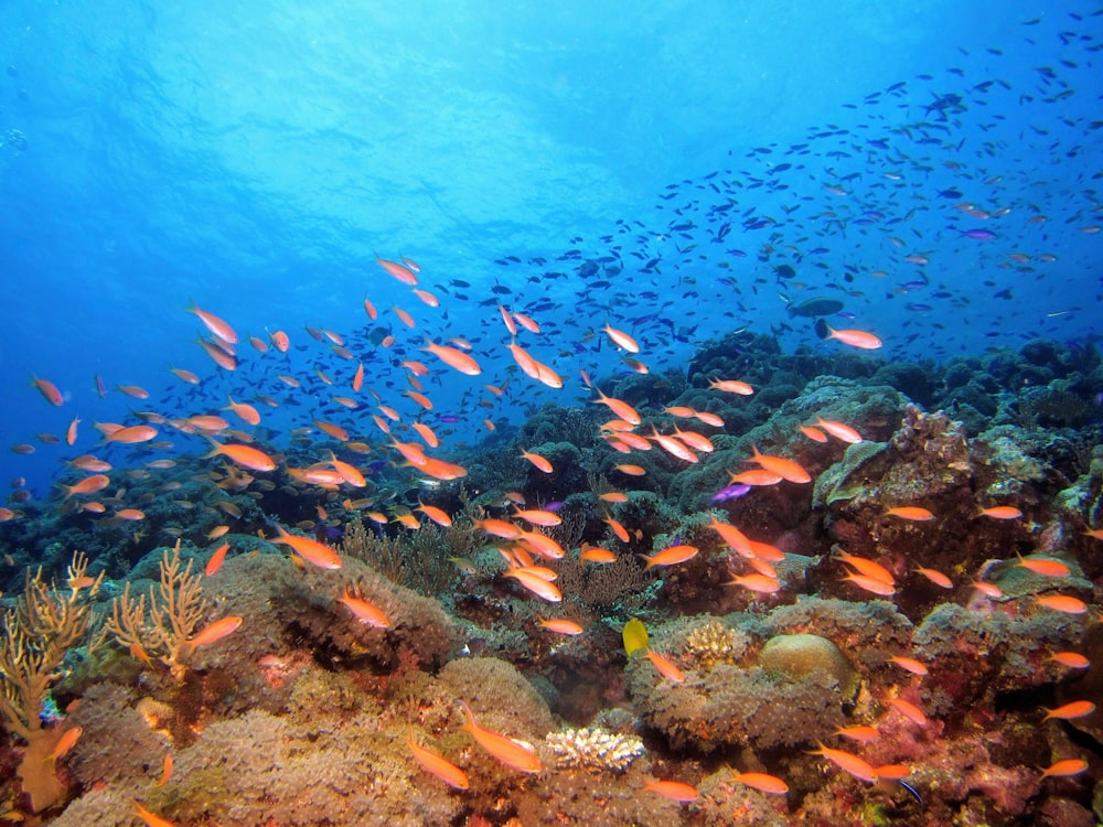 school of fish in body of water