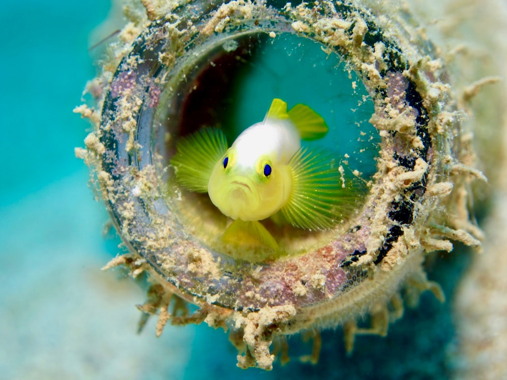 yellow and white fish in water