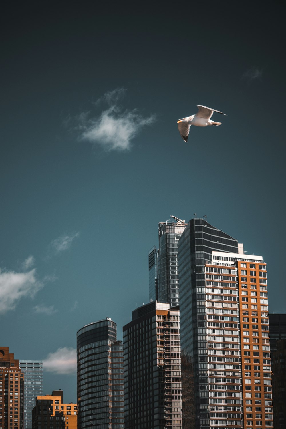 white bird flying over high rise buildings during daytime