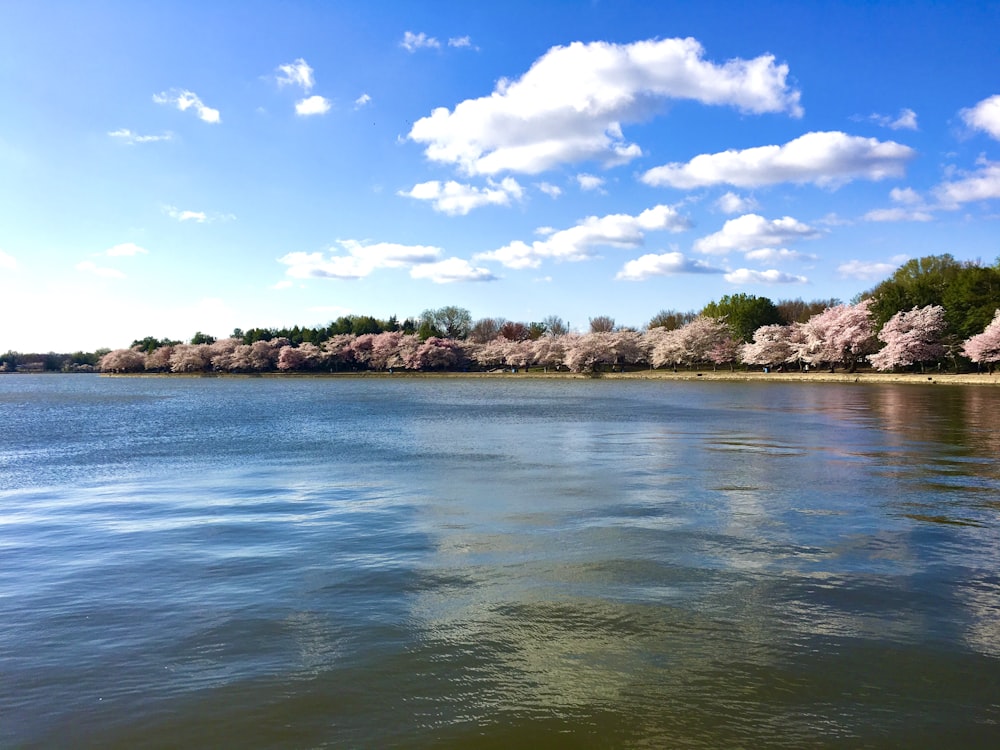 green trees beside body of water under blue sky during daytime