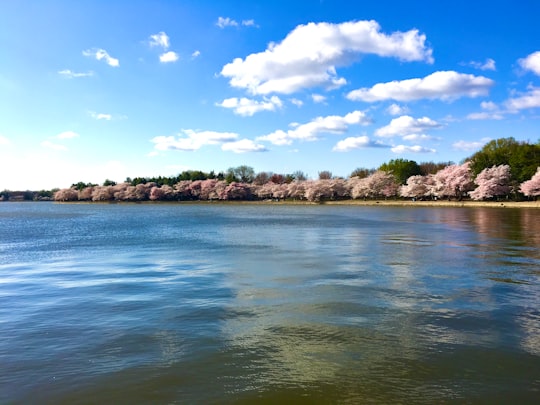 green trees beside body of water under blue sky during daytime in 1850 W Basin Dr SW United States