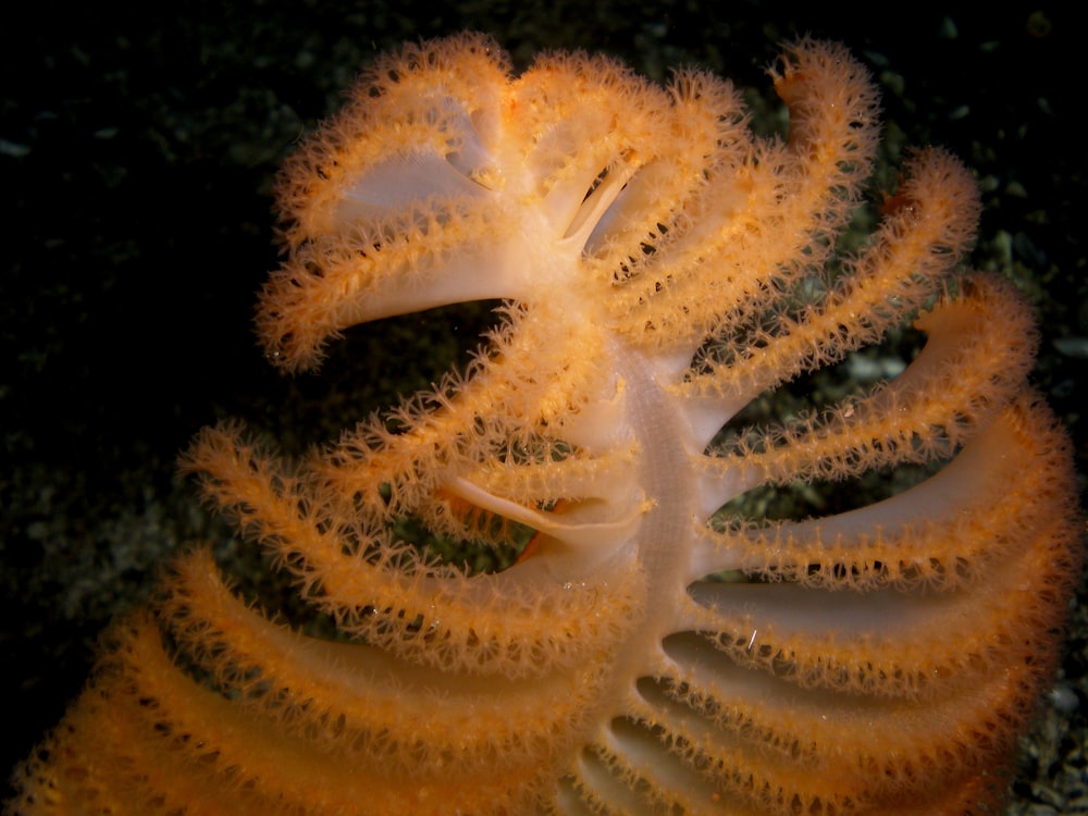 white and yellow sea creature