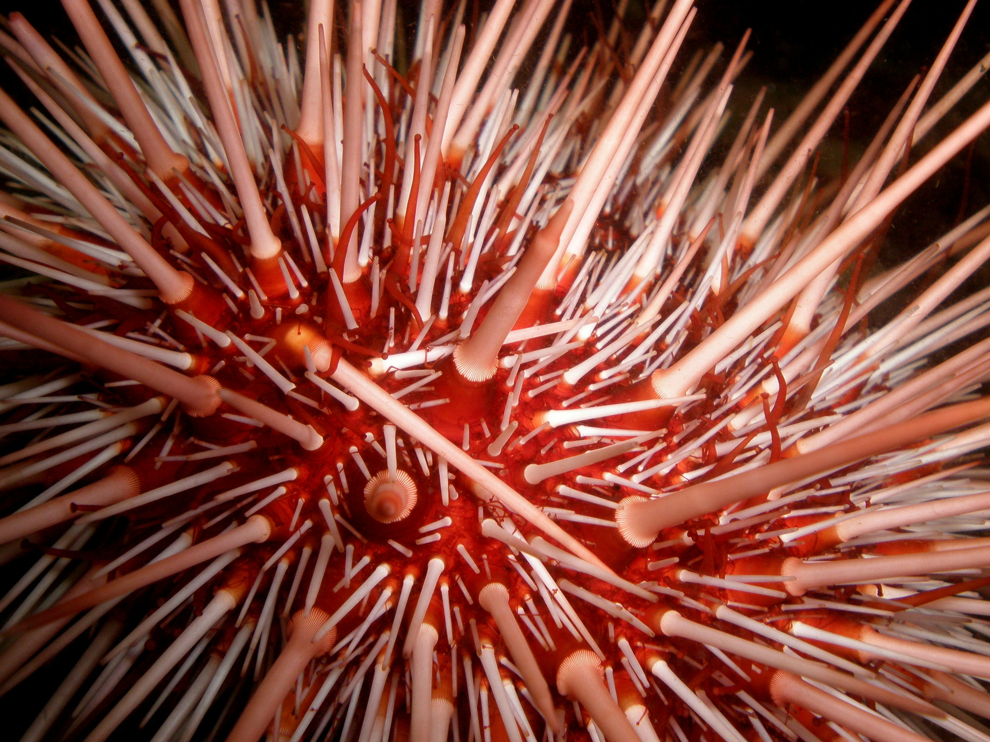 red sea urchin