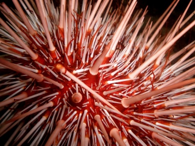 A vibrant display of sea urchins showcasing their natural beauty.