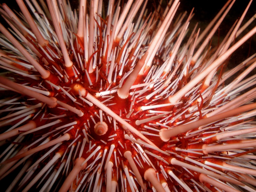 pink and white hair brush