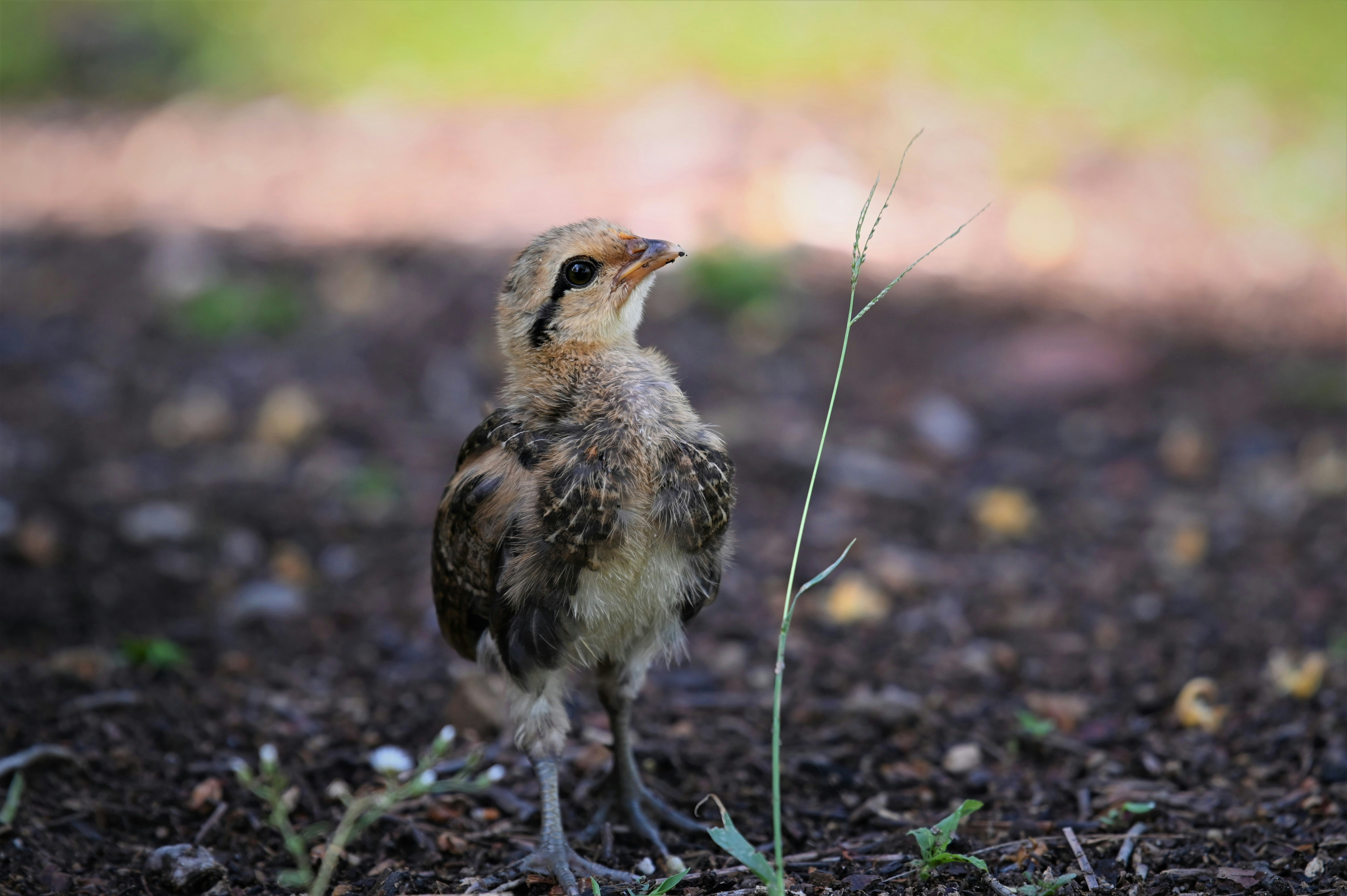 brown and white bird on green grass during daytime
