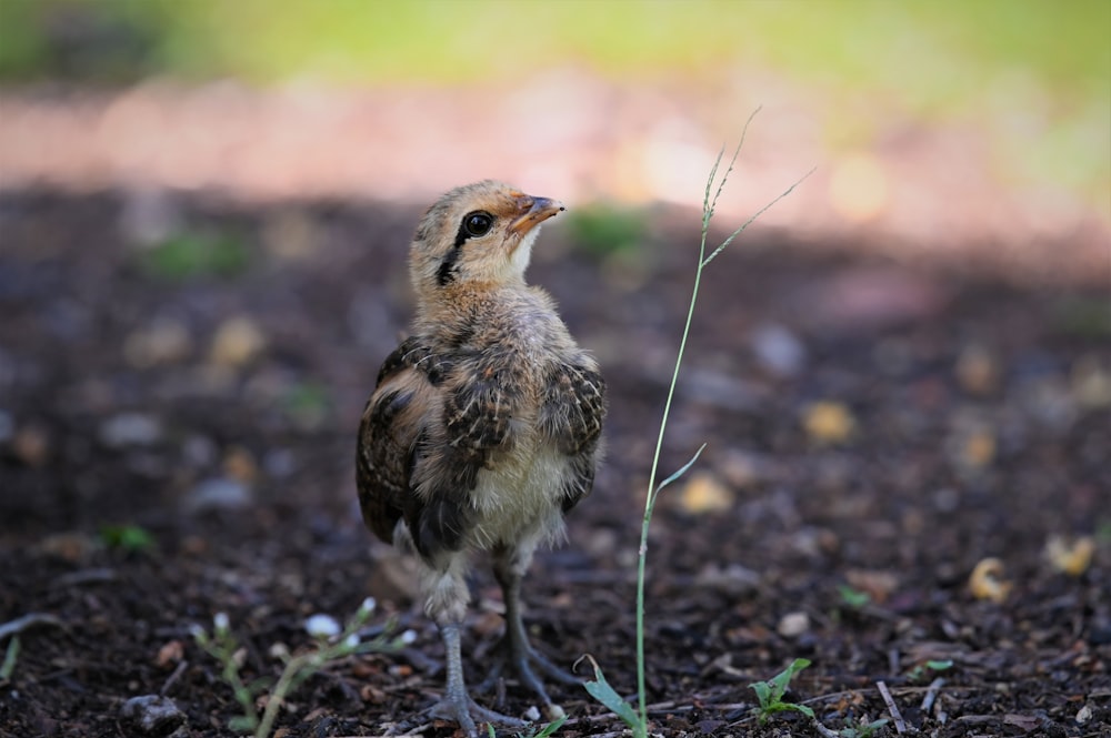 brown and white bird on green grass during daytime