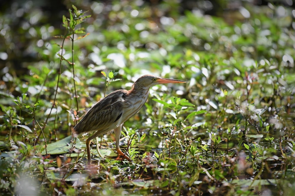 brown and white bird on green plant