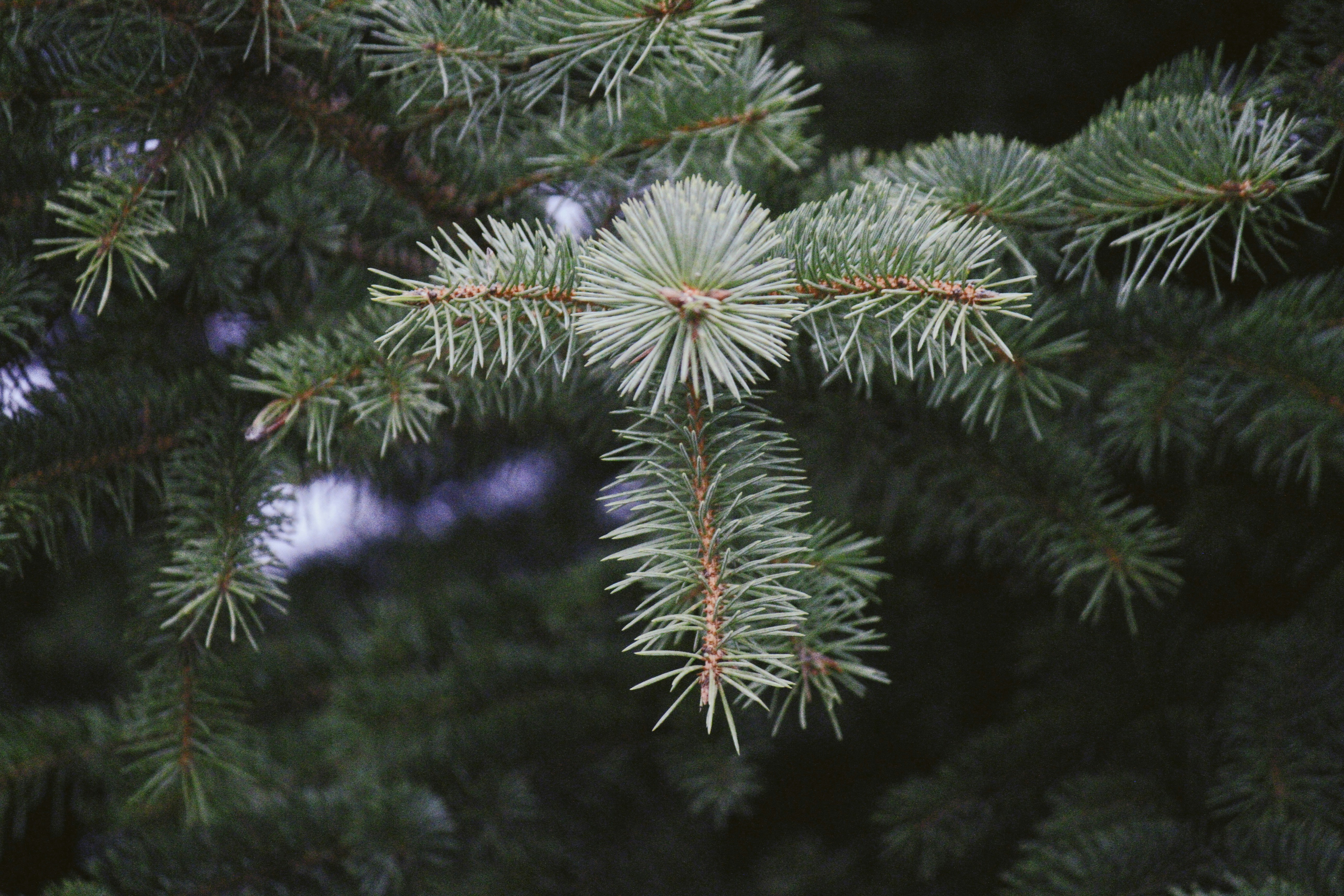 Photo by sesambrotchen