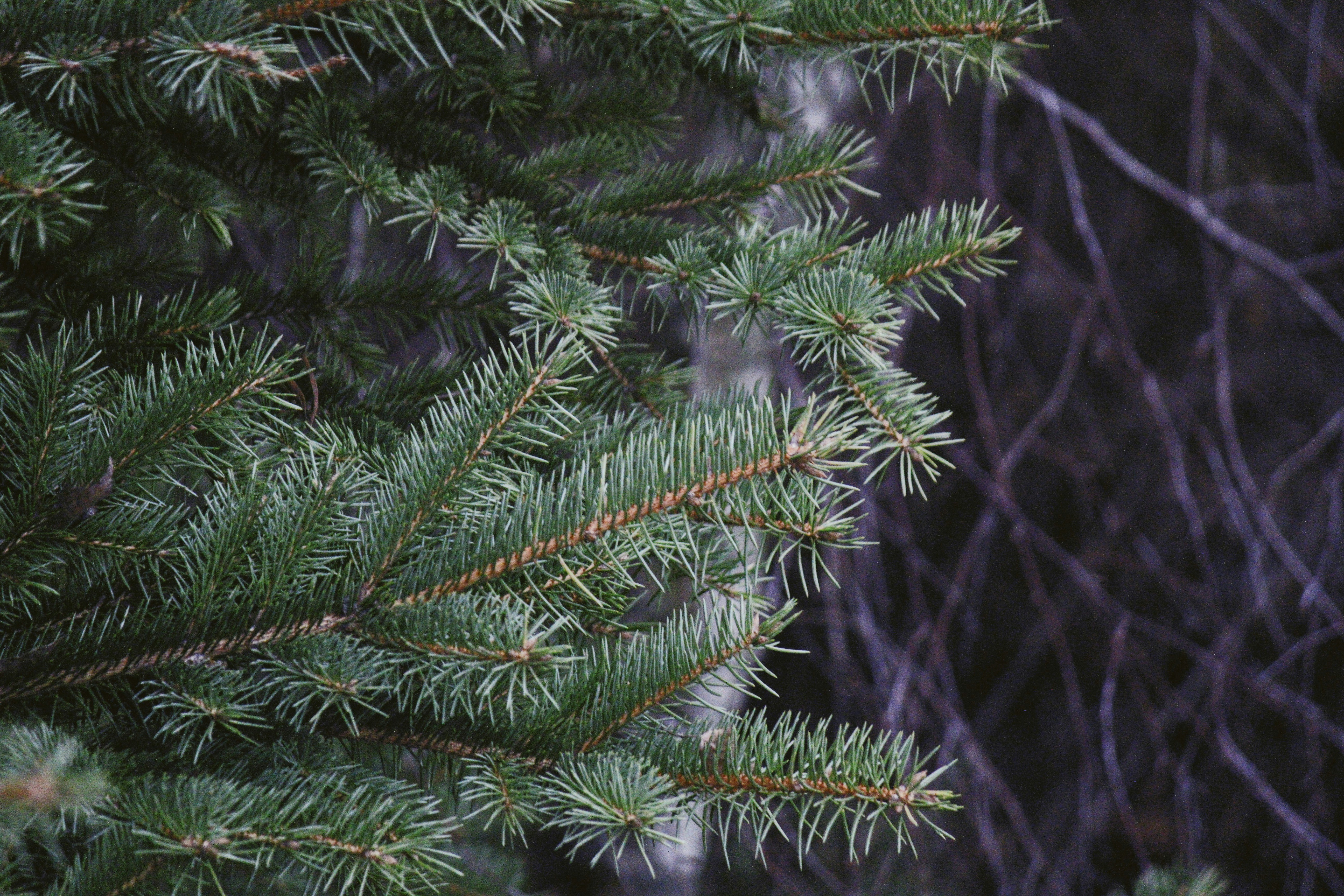 Photo by sesambrotchen