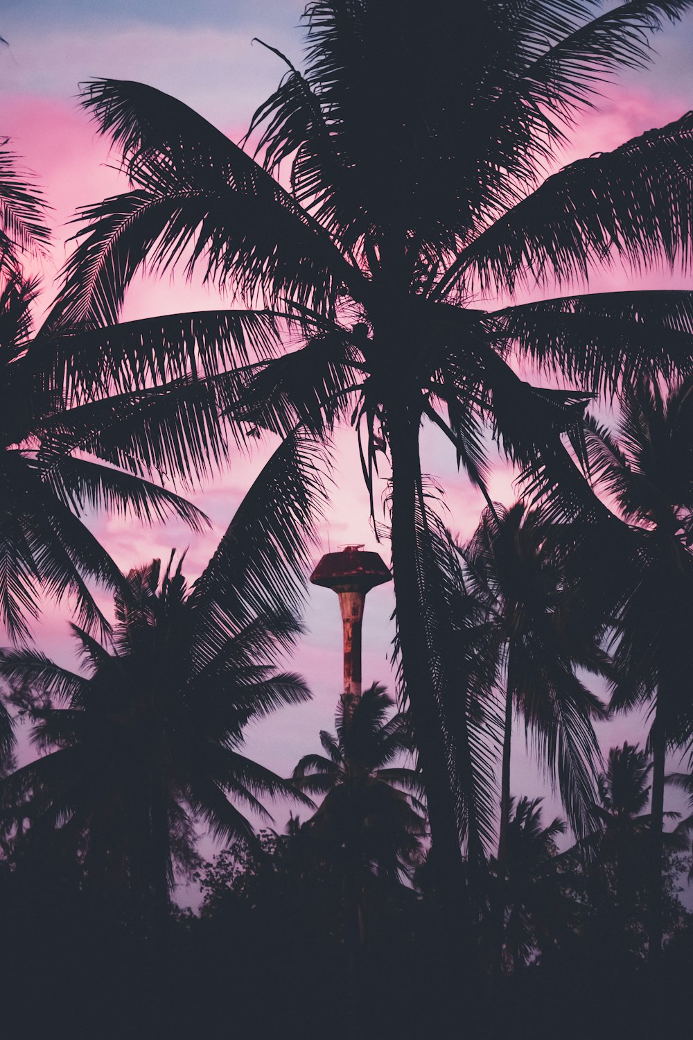 coconut palm tree under blue sky during daytime