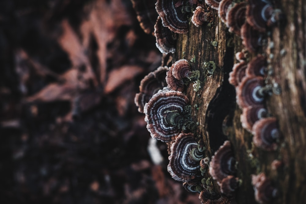 brown and white plant stem