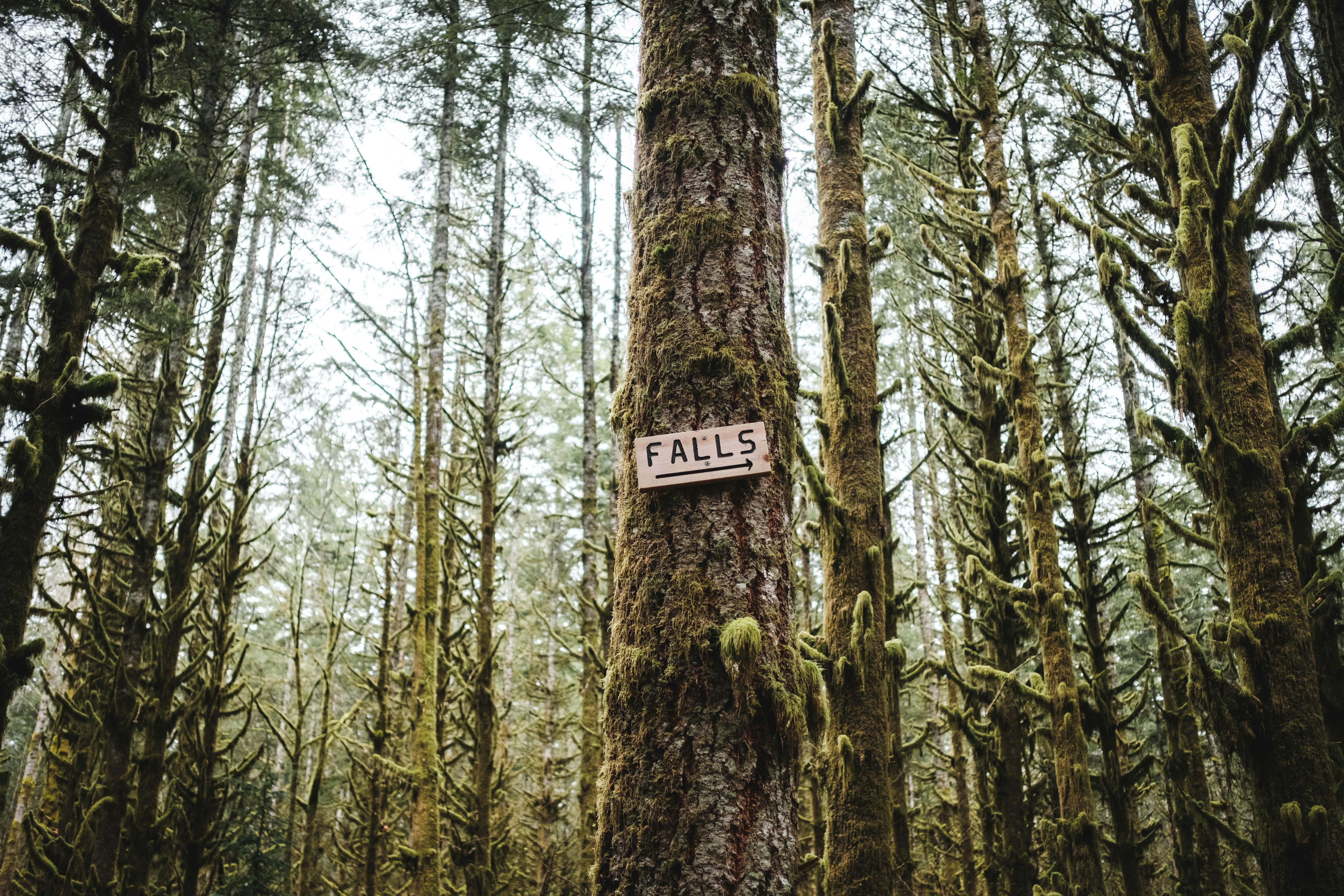 brown wooden signage on brown tree trunk