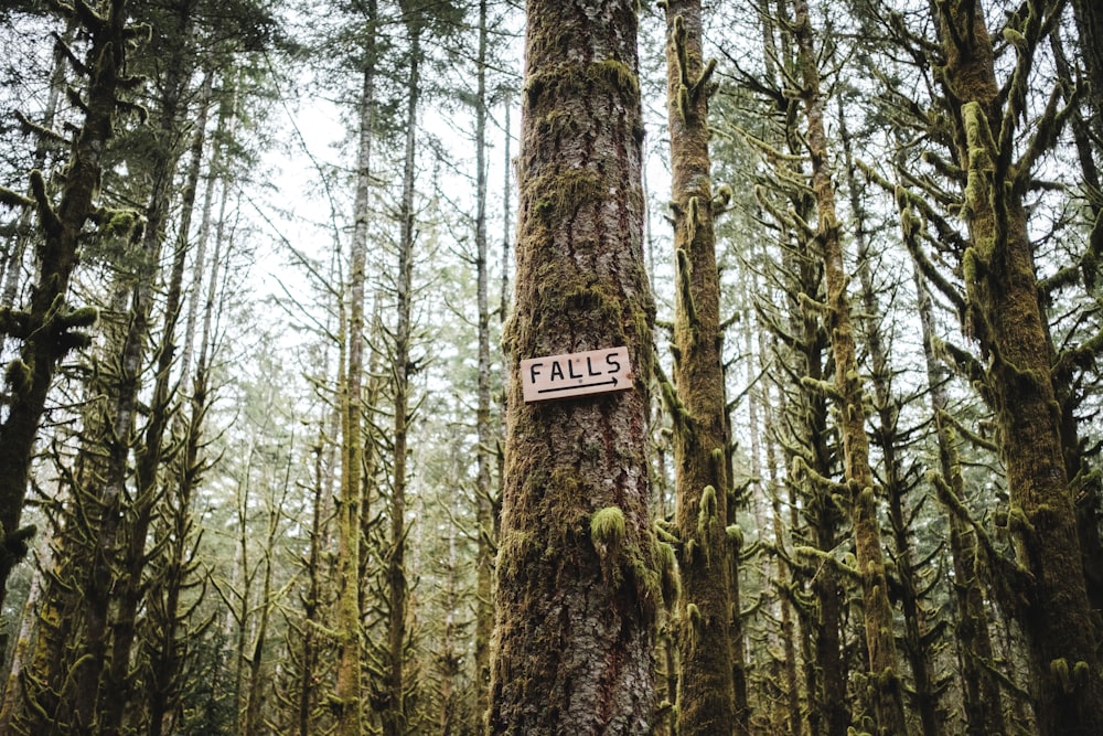 brown wooden signage on brown tree trunk