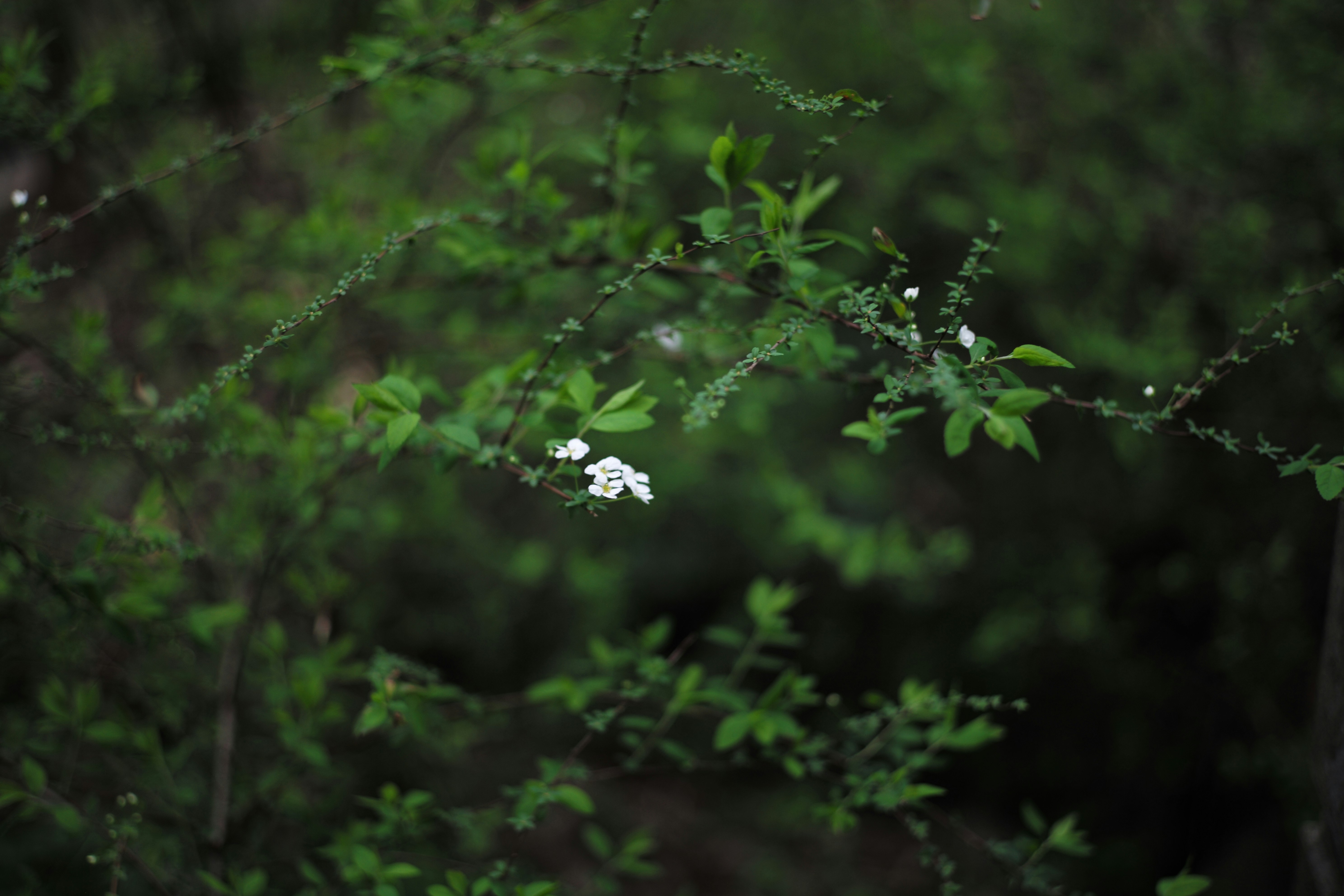 Photo by fanfan80532