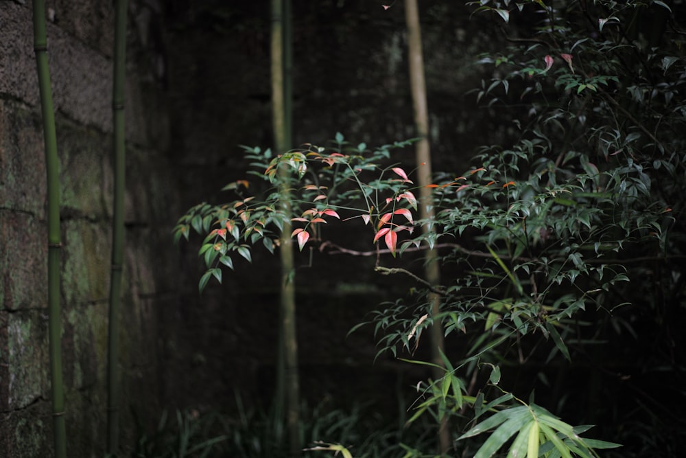 green leaves plant during daytime